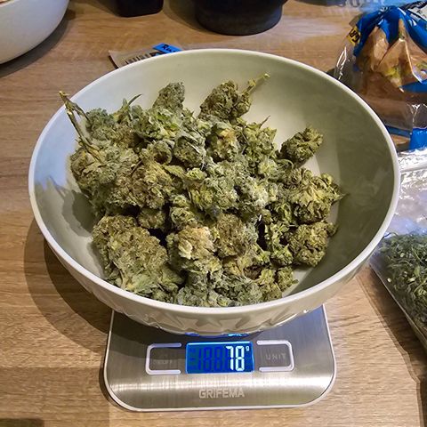 Melonade Runtz growlog timeline photo