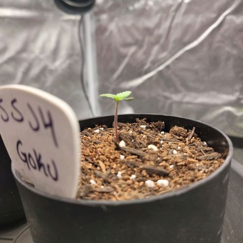 SSJ4 Goku #1 growlog photo: Looks healthy and strong. Cotyledons are not symmetrical. 