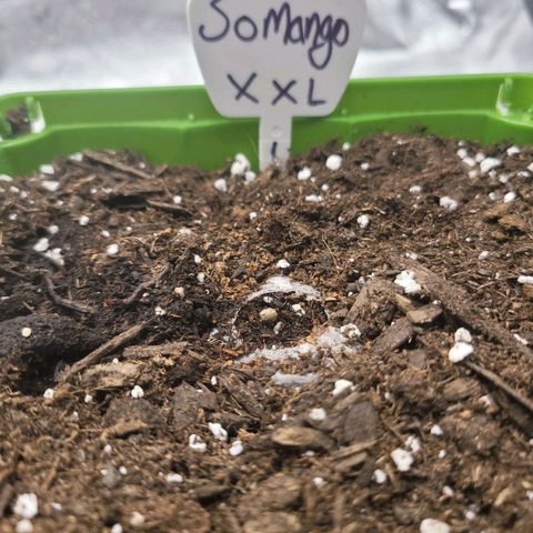 Somango XXL growlog timeline photo