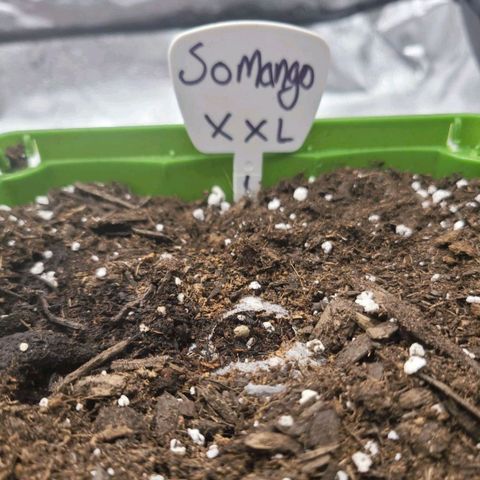 Somango XXL growlog timeline photo