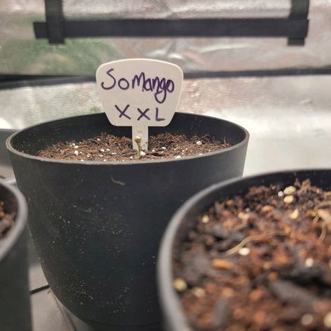 Somango XXL growlog timeline photo