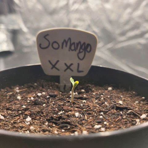 Somango XXL growlog timeline photo