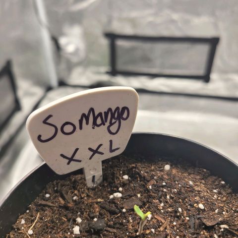 Somango XXL growlog timeline photo