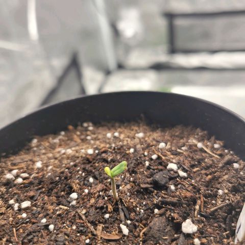 Somango XXL growlog timeline photo