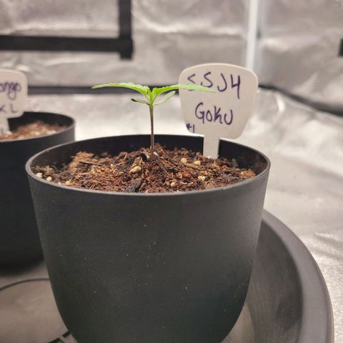 SSJ4 Goku #1 growlog timeline photo