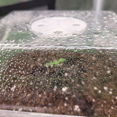 Somango XXL growlog timeline photo