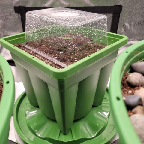 Somango XXL growlog timeline photo