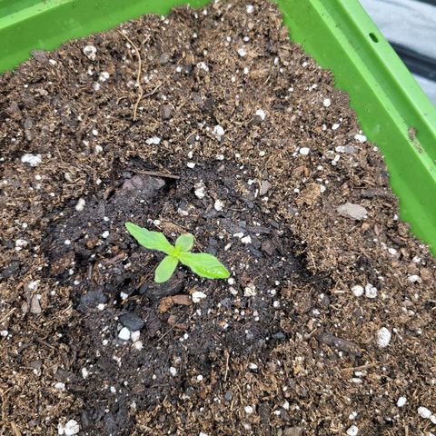 Somango XXL growlog timeline photo