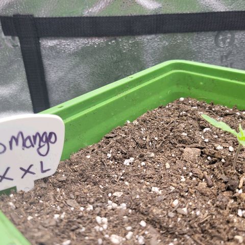 Somango XXL growlog timeline photo
