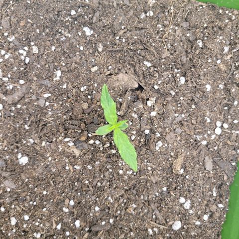 Somango XXL growlog timeline photo