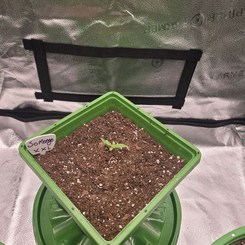 Somango XXL growlog timeline photo