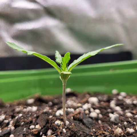 Somango XXL growlog timeline photo