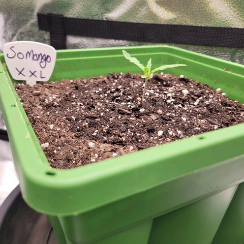 Somango XXL growlog timeline photo