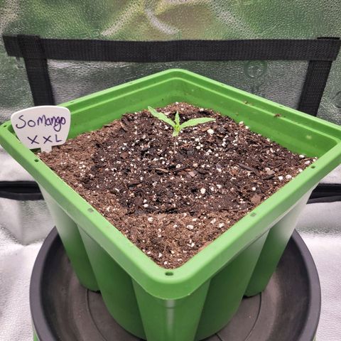 Somango XXL growlog timeline photo