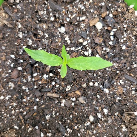 Somango XXL growlog timeline photo