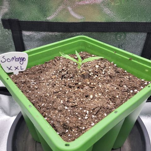 Somango XXL growlog timeline photo