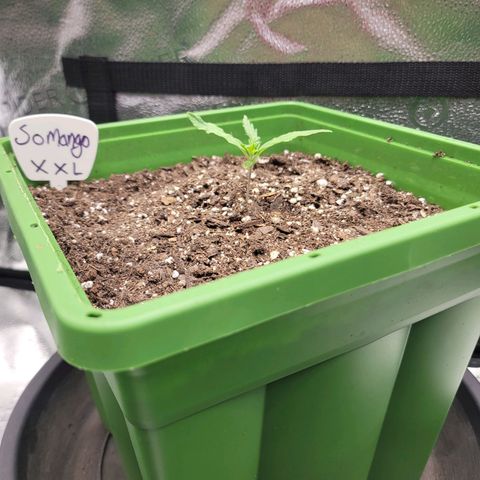Somango XXL growlog timeline photo