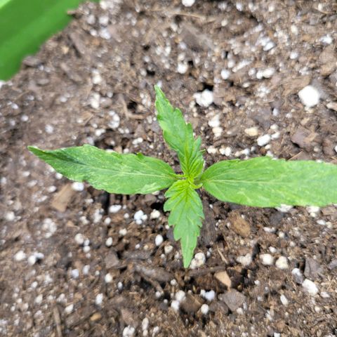 Somango XXL growlog timeline photo