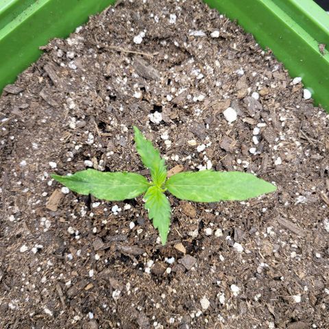 Somango XXL growlog timeline photo