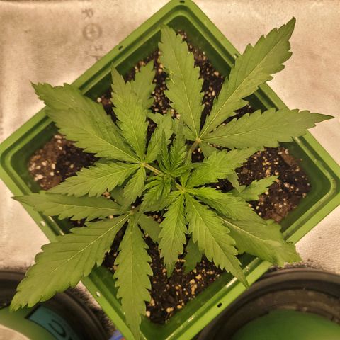 Somango XXL growlog timeline photo