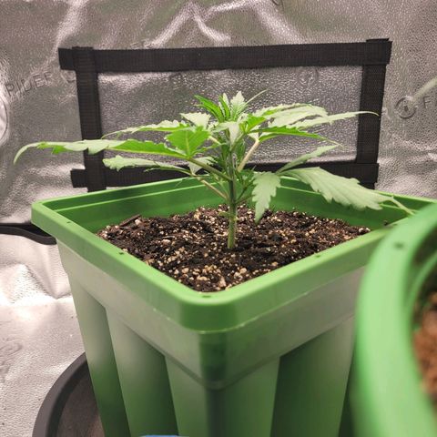 Somango XXL growlog timeline photo