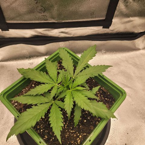 Somango XXL growlog timeline photo