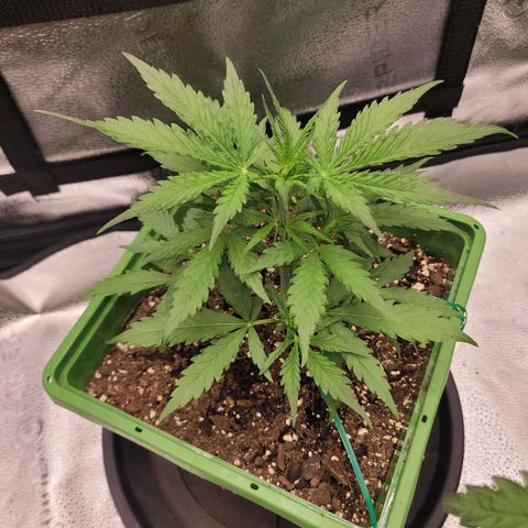 Somango XXL growlog timeline photo