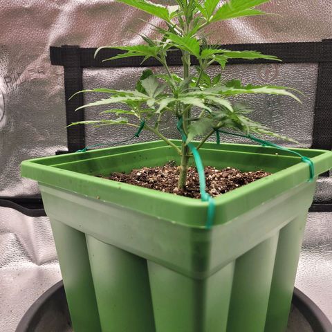 Somango XXL growlog timeline photo
