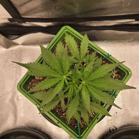 Somango XXL growlog timeline photo