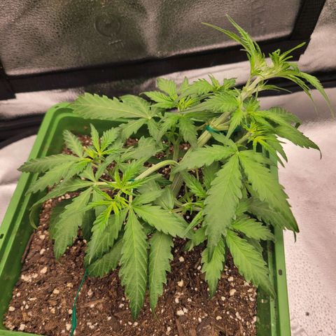 Somango XXL growlog timeline photo
