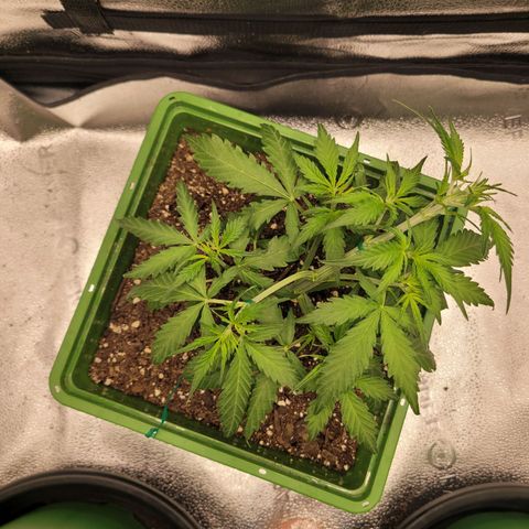 Somango XXL growlog timeline photo