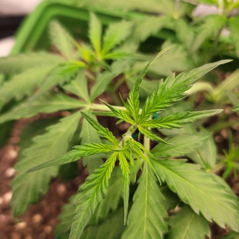 Somango XXL growlog timeline photo
