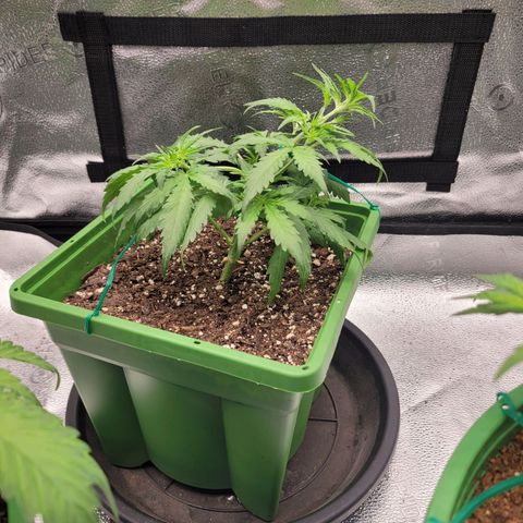 Somango XXL growlog timeline photo