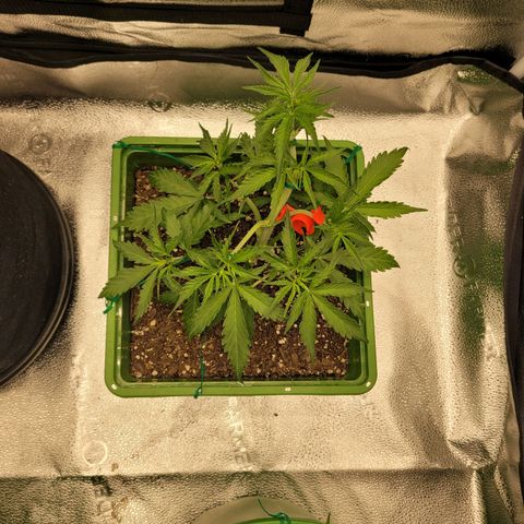 Somango XXL growlog timeline photo