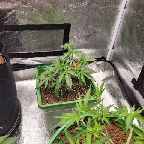 Somango XXL growlog timeline photo