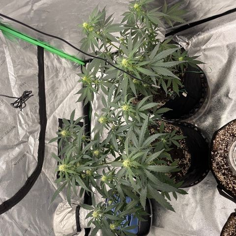 Cinderella  growlog photo: Tea day