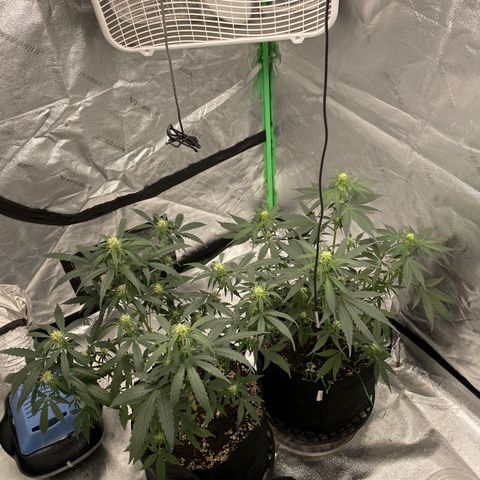 Cinderella  growlog photo: Girls looking good! 