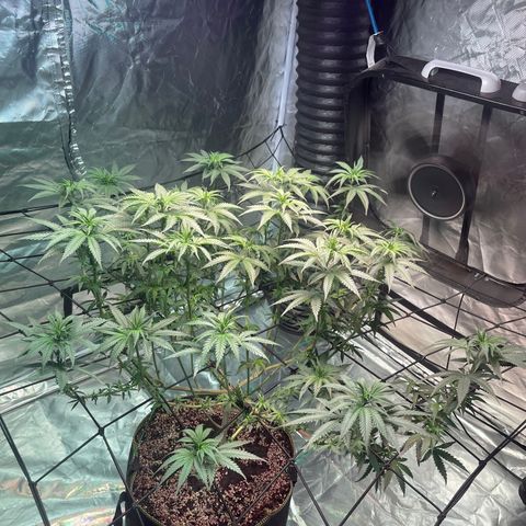 Stardawg growlog photo: Tea day!
