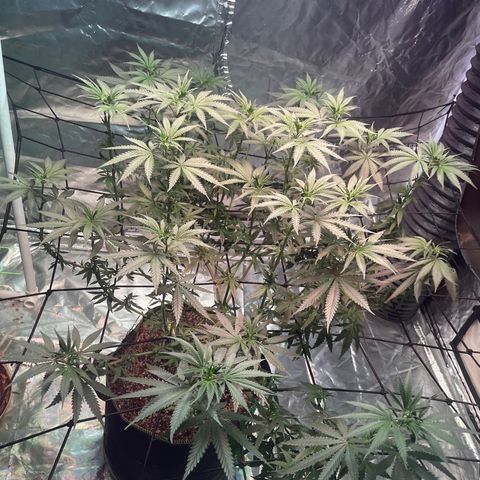 Stardawg growlog photo: Looking good gave some water 