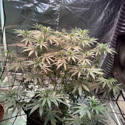 Stardawg growlog photo: She's stretching and filling out!