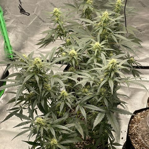 Cinderella  growlog photo: Bulking up nicely! 