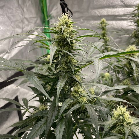 Cinderella  growlog photo: Bulking up nicely! 