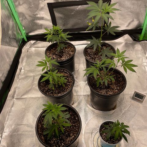 Stardawg round 1 growlog photo: Everyone's happy!!! 
