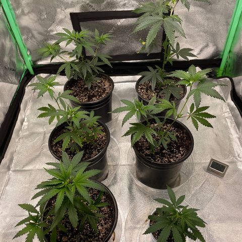 Stardawg round 1 growlog photo: All the girls took nicely to their new homes! 