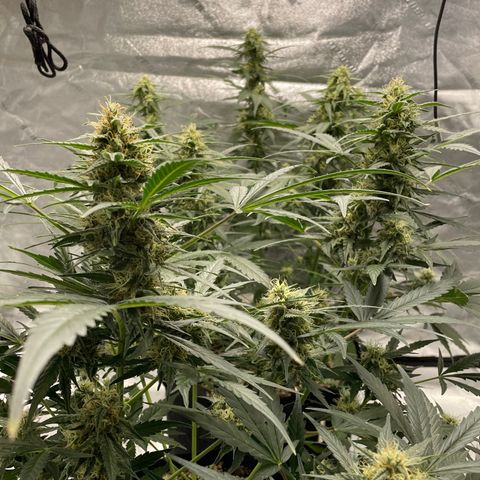 Cinderella  growlog photo: The girls are putting on some weight!