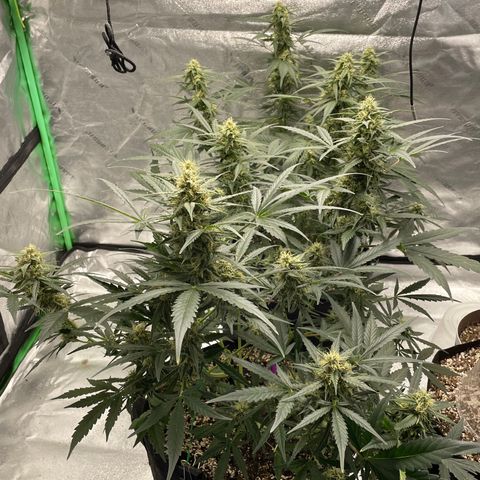 Cinderella  growlog photo: The girls are putting on some weight!