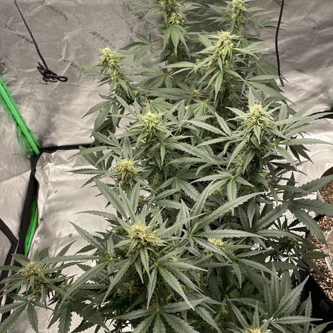Cinderella  growlog photo: The girls are putting on some weight!