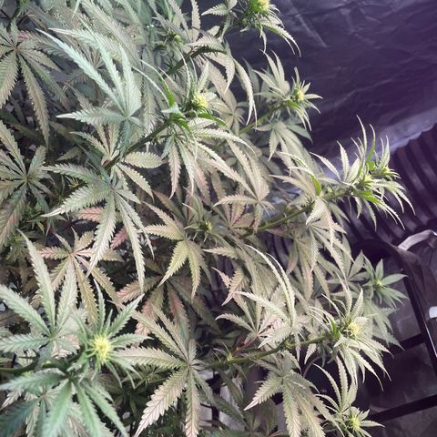 Stardawg growlog photo: She's starting to show her flowers!! 