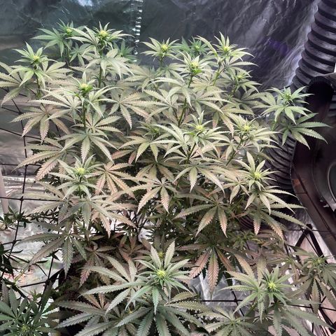 Stardawg growlog photo: She's starting to show her flowers!! 