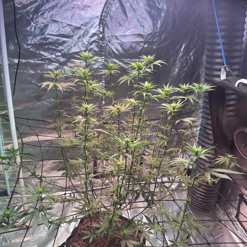 Stardawg growlog photo: Cleaned her up a bit. 